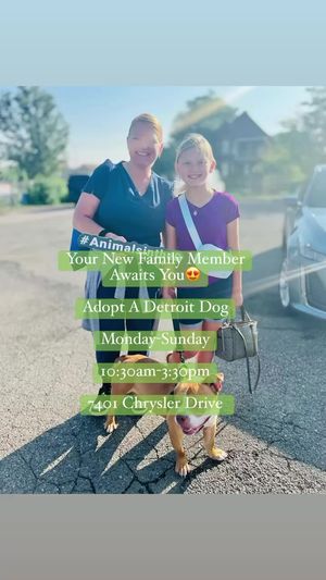 Video post by @DetroitGSD on Facebook