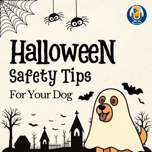 Image post by @susangarrettdogsthat on Instagram