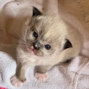 Image post by @brunrik.and.pyrene.ragdolls on Instagram