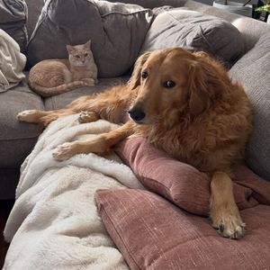 Image post by @thegoldenbreakfastclub on Instagram