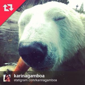 Image post by @sandiegozoo on Instagram