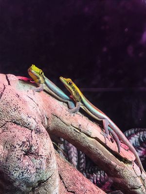 Image post by @bhamzoo on Instagram