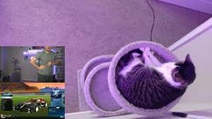 Video post by @jamaicancoconutrl on YouTube