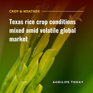 Image post by @txextension on Instagram