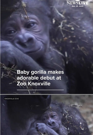 Video post by @abcnewslive on TikTok
