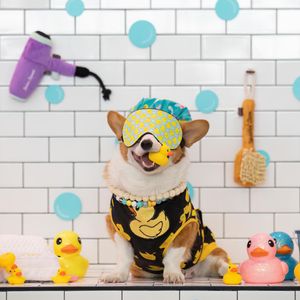 Image post by @corgiclubcolton on Instagram