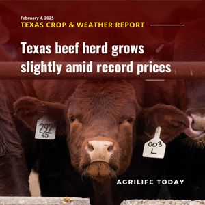 Image post by @txextension on Instagram