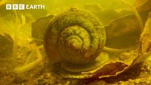 Video post by @bbcearth on YouTube