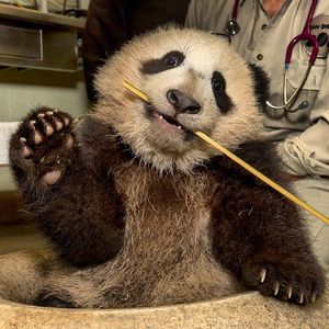 Image post by @sandiegozoo on Instagram