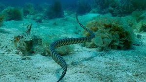 Video post by @bbcearth on YouTube