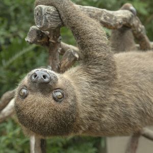 Image post by @sandiegozoo on Instagram