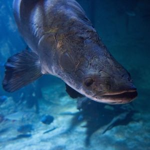 Image post by @animalplanet on Instagram
