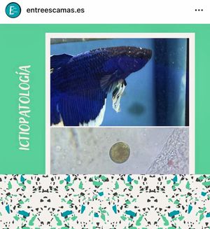 Image post by @aqualupi on Instagram