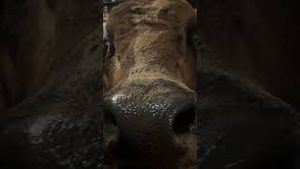 Video post by @pbr on YouTube
