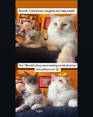 Image post by @brunrik.and.pyrene.ragdolls on Instagram