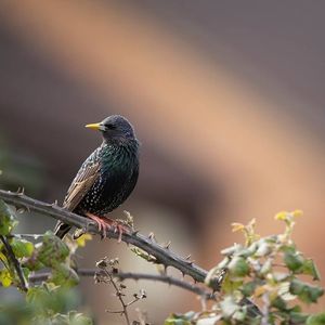 Image post by @rspb on Instagram