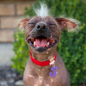 Image post by @animalplanet on Instagram