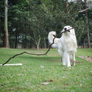 Image post by @mikethewhitegolden on Instagram