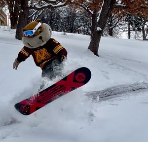 Image post by @goldythegopher on Instagram