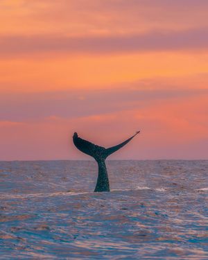 Image post by @discovery on Instagram