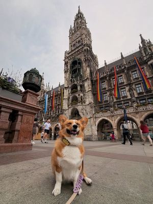 Image post by @ziggythecorg on Facebook