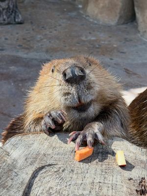 Image post by @sandiegozoo on Instagram