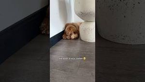 Video post by @tedflixnchill on YouTube
