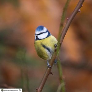 Image post by @rspb on Instagram