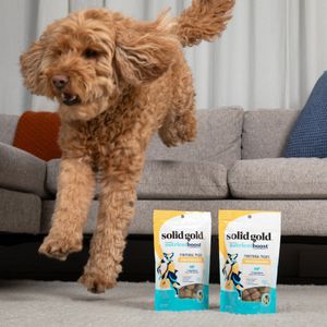 Image post by @solidgoldpets on Instagram