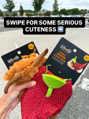 Image post by @phillychinchilly on Instagram