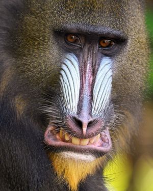 Image post by @sandiegozoo on Instagram