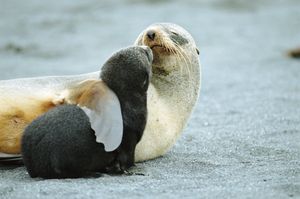 Image post by @AnimalPlanet on Twitter