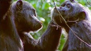 Video post by @bbcearth on YouTube