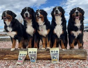 Image post by @saintroccostreats on Instagram