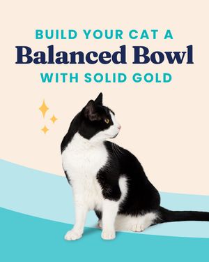 Image post by @solidgoldpets on Instagram