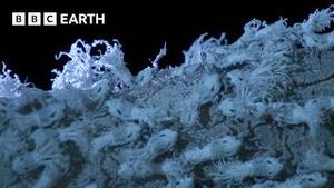 Video post by @bbcearth on YouTube
