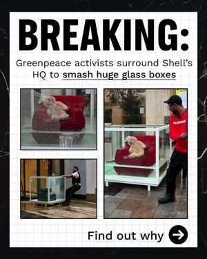 Image post by @greenpeace on Instagram
