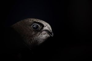 Image post by @rspb on Instagram