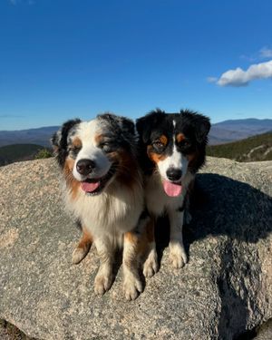 Image post by @triumphpetfood on Instagram