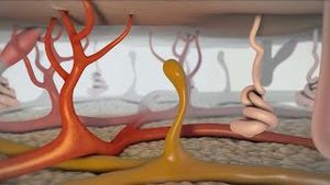 Video post by @nucleusmedicalmedia on YouTube