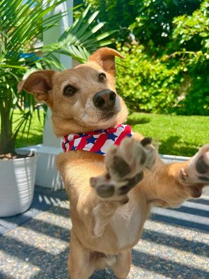 Image post by @petco on Instagram