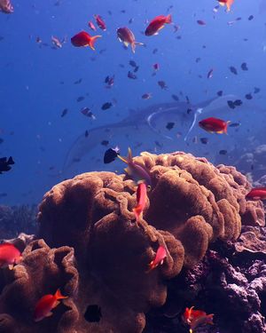 Image post by @discovery on Instagram