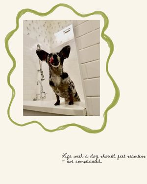 Image post by @bygollymisterollie on Instagram