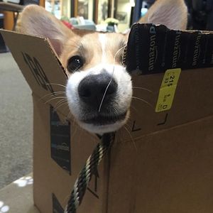 Image post by @amazon on Instagram