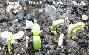 Image post by @ahs_gardening on Instagram