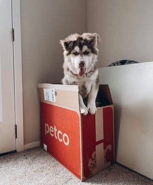 Image post by @petco on Instagram