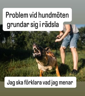 Image post by @det_goda_hundagarskapet on Instagram