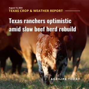 Image post by @txextension on Instagram