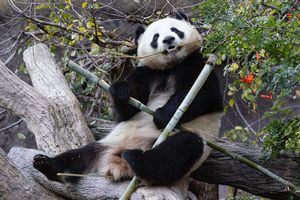 Image post by @sandiegozoo on Instagram