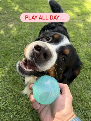 Image post by @petsmart on Instagram